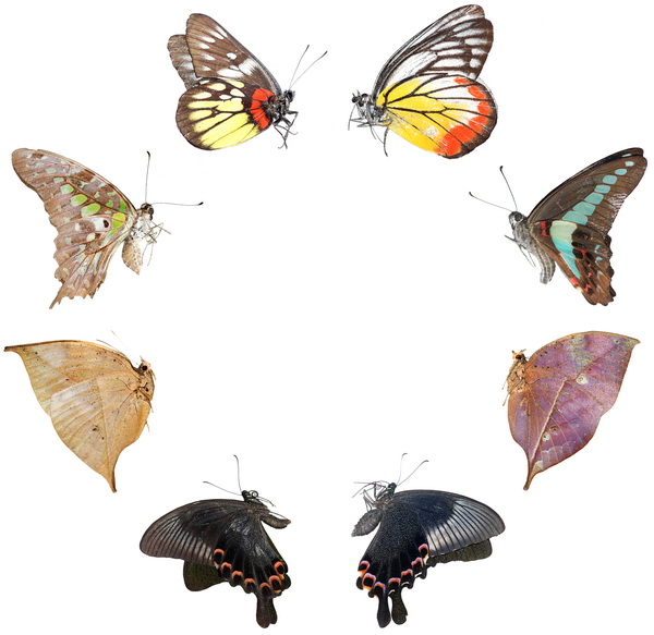 butterfly 1359 (4.9Х4.7)